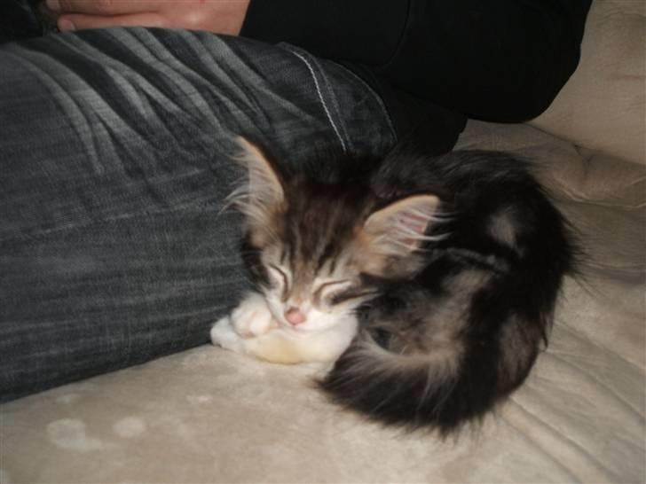 Blanding af racer Duchess - Her ligger hun og putter, det var den første dag vi havde hende billede 3