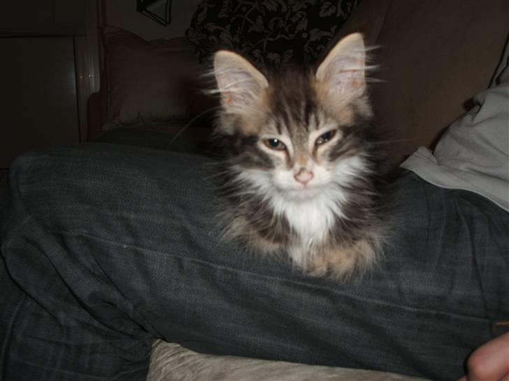 Blanding af racer Duchess - Igen ligger hun på far, men det er også det bedste hun ved billede 4