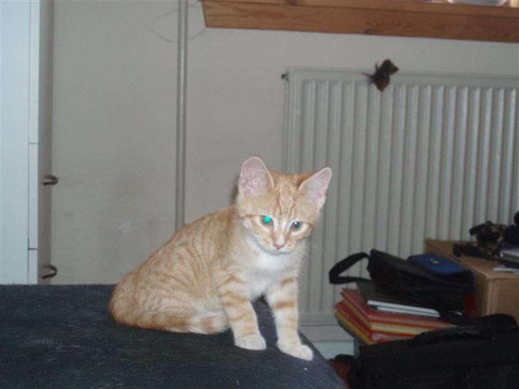 Huskat Lubbi billede 2