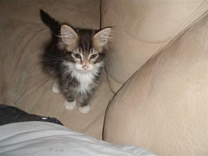 Blanding af racer Duchess - hun kan ikke helt forstå hvad der skal ske, når vi holder kameraret op, men det gik meget godt billede 5