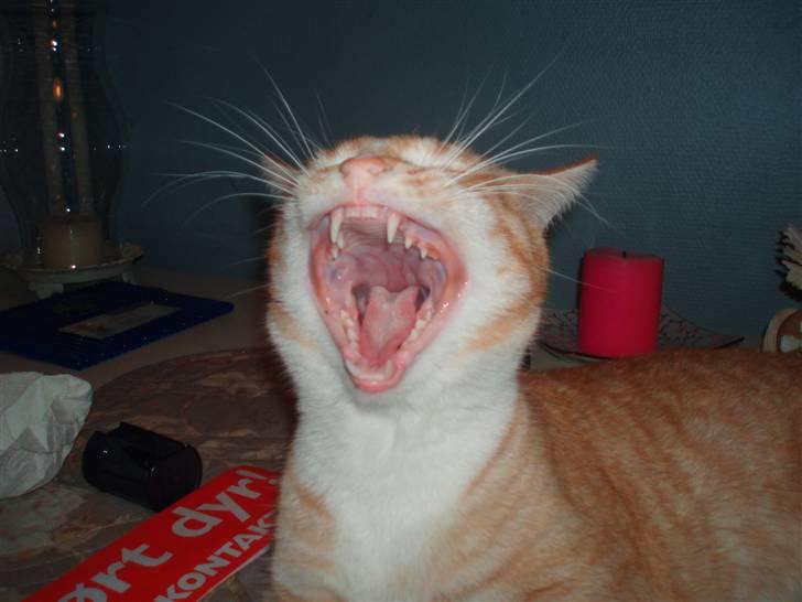Huskat Lubbi billede 5