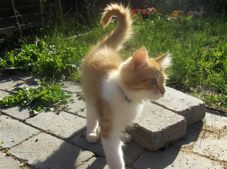 Blanding af racer Ozzy :D billede 11