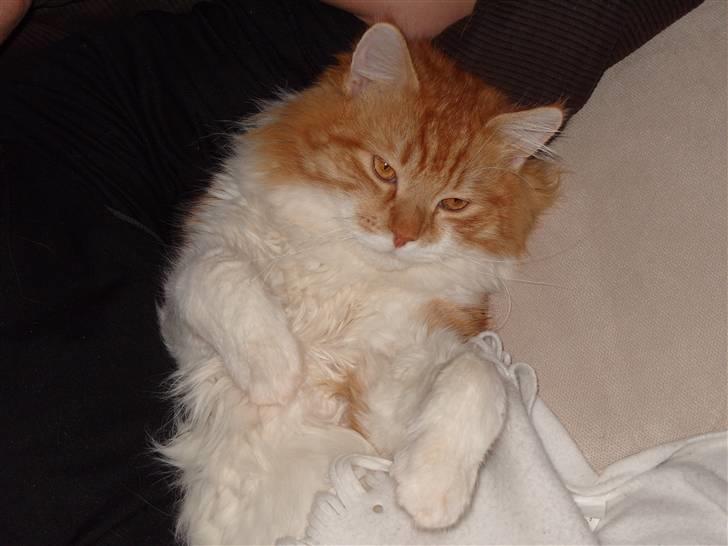 Blanding af racer Ozzy :D billede 13