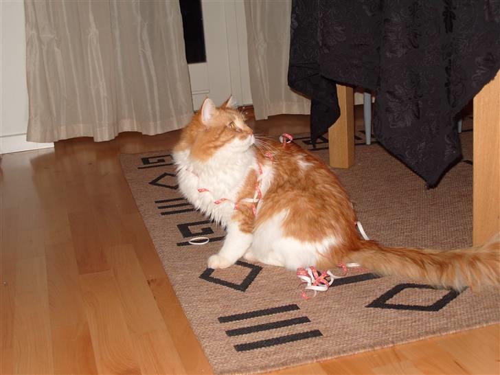 Blanding af racer Ozzy :D billede 14