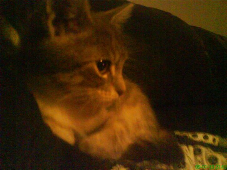 Huskat otto ' - otto  billede 6