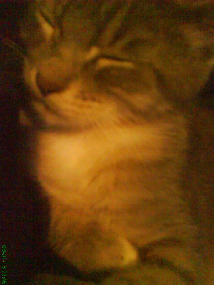 Huskat otto ' - otto  billede 7