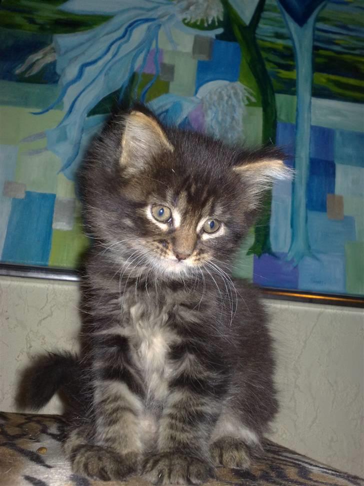 Maine Coon Baily :D SOLGT billede 1