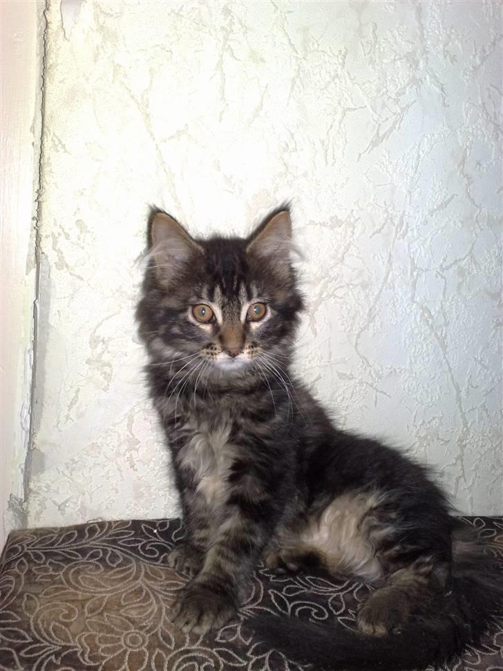 Maine Coon Baily :D SOLGT billede 2