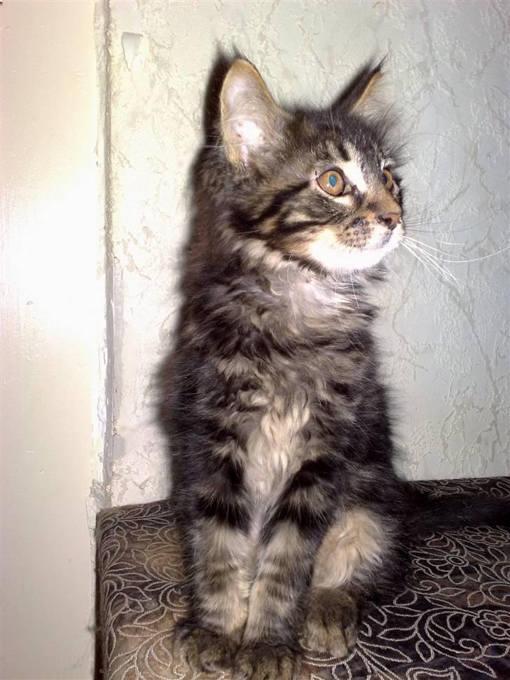 Maine Coon Baily :D SOLGT billede 3
