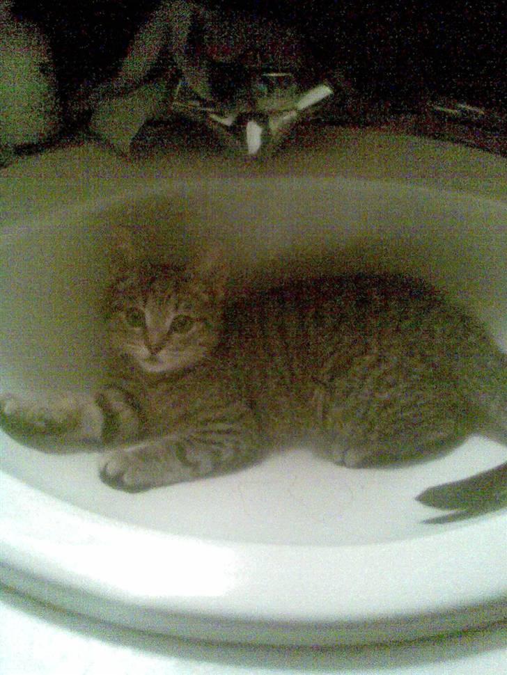 Blanding af racer Makita billede 3