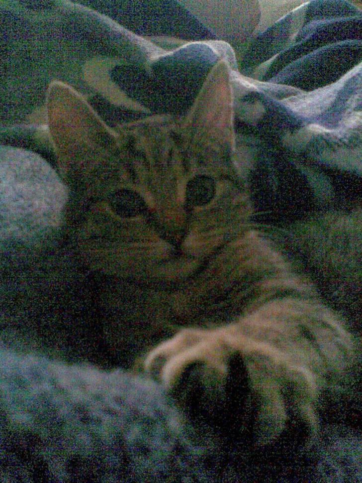 Blanding af racer Makita billede 4