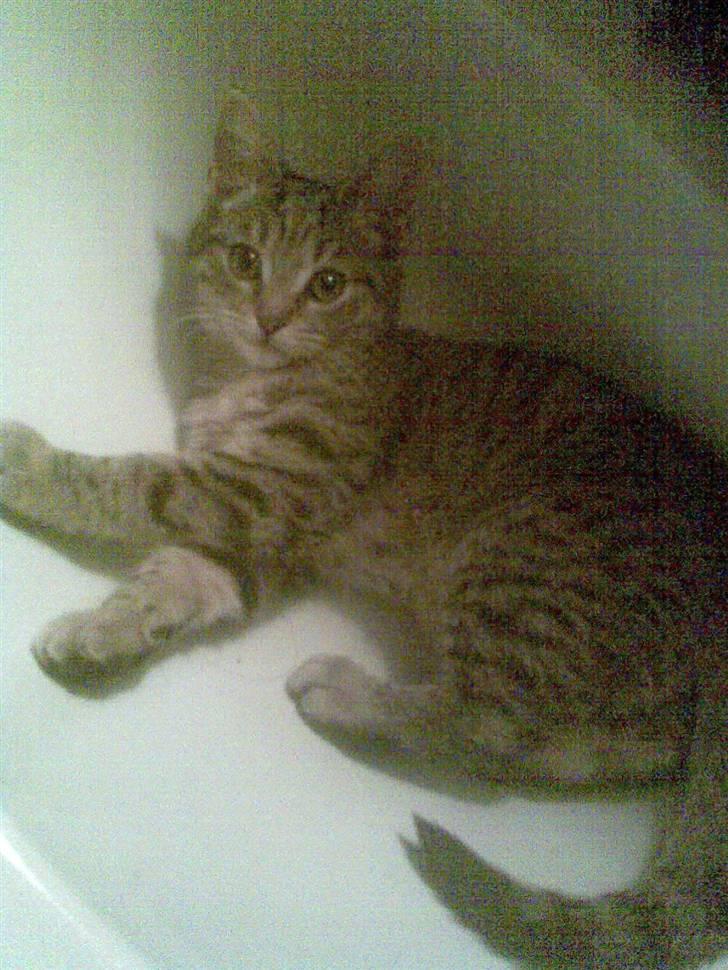 Blanding af racer Makita - ved ikke lige om hun gerne vil i bad eller hva hun har gang i.. skørre dyr:D billede 6