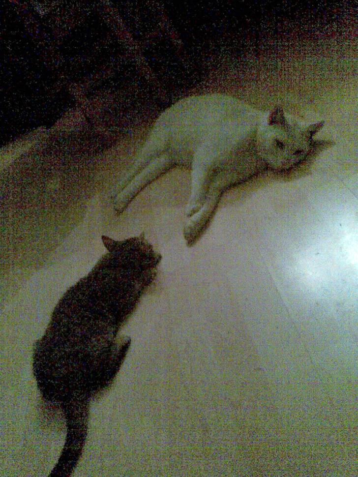 Blanding af racer Makita billede 7