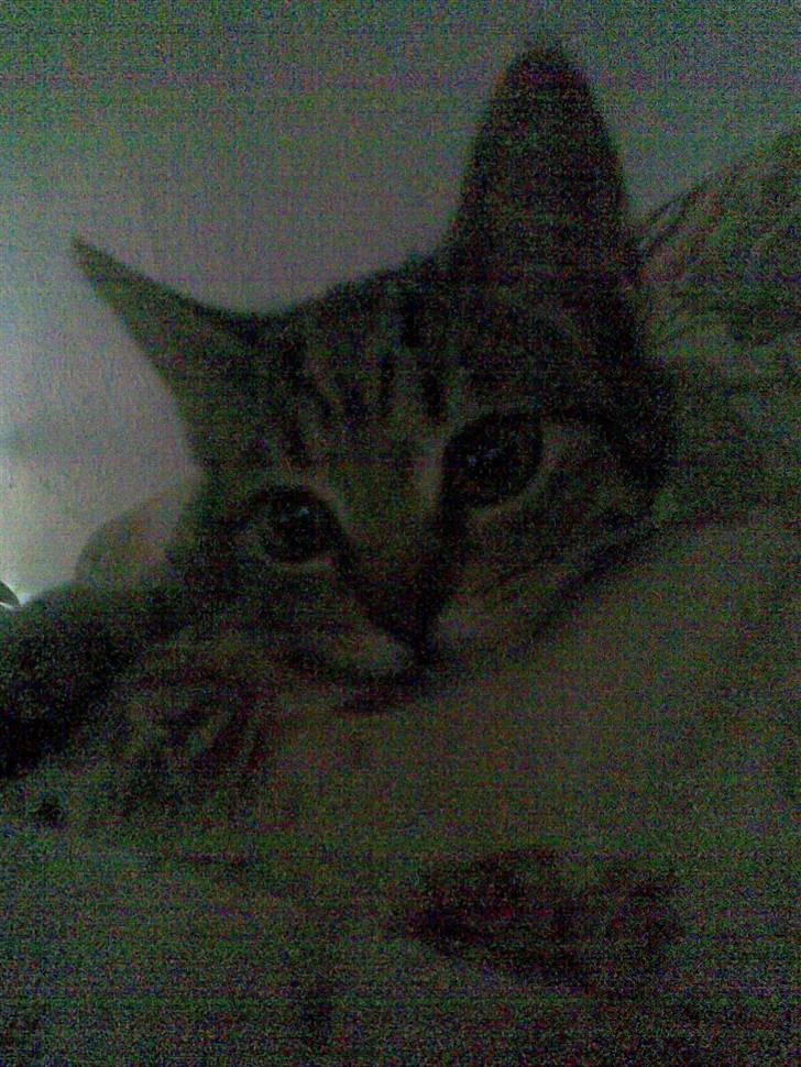 Blanding af racer Makita billede 8