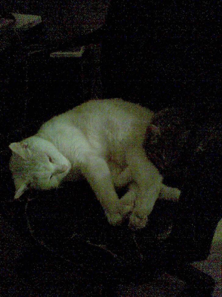 Blanding af racer Makita - woow tror det er første ang jeg så dem ligge sammen, det meget stort af ingolf:) billede 9