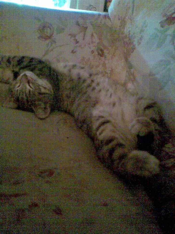 Blanding af racer Makita billede 10