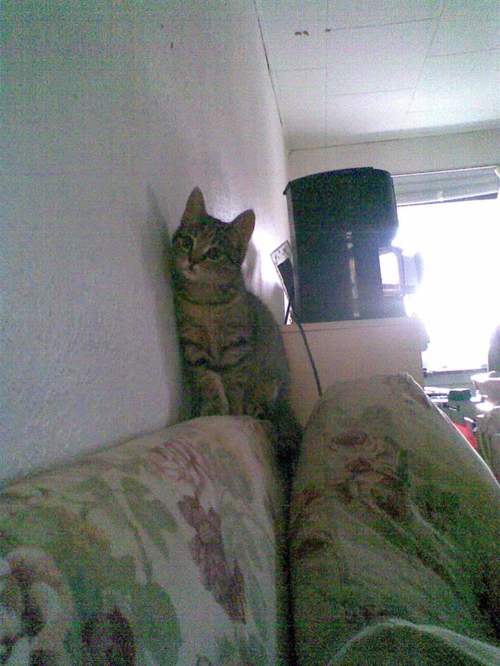 Blanding af racer Makita billede 13