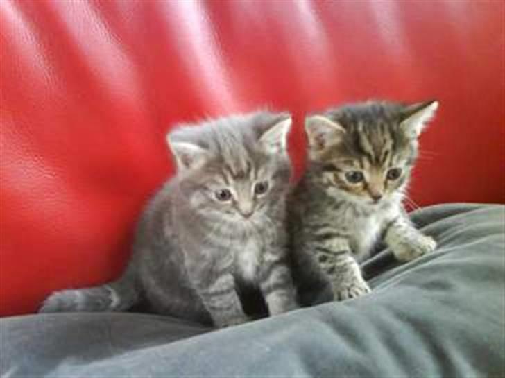 Blanding af racer Makita - makitta og hendes bror<3 billede 14