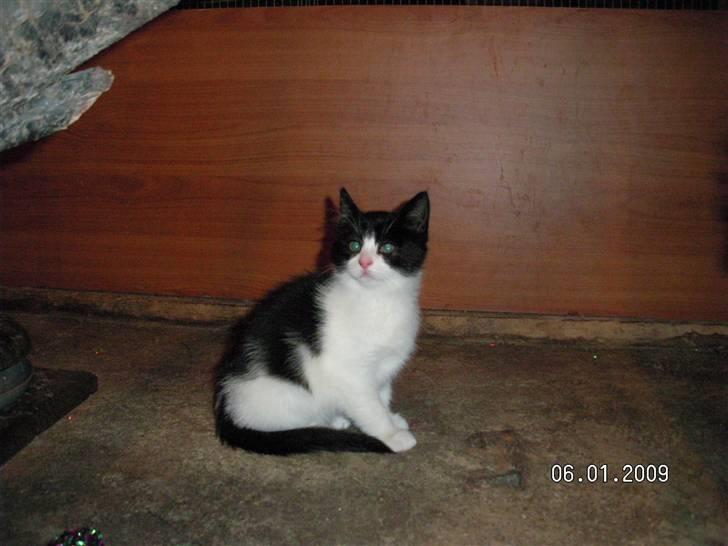 Blanding af racer Gipsy billede 1