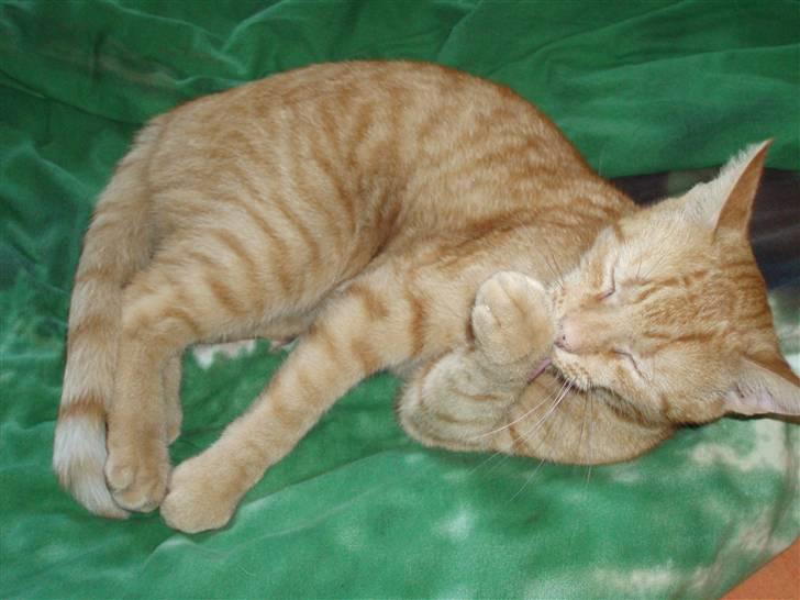 Huskat Lucky billede 1