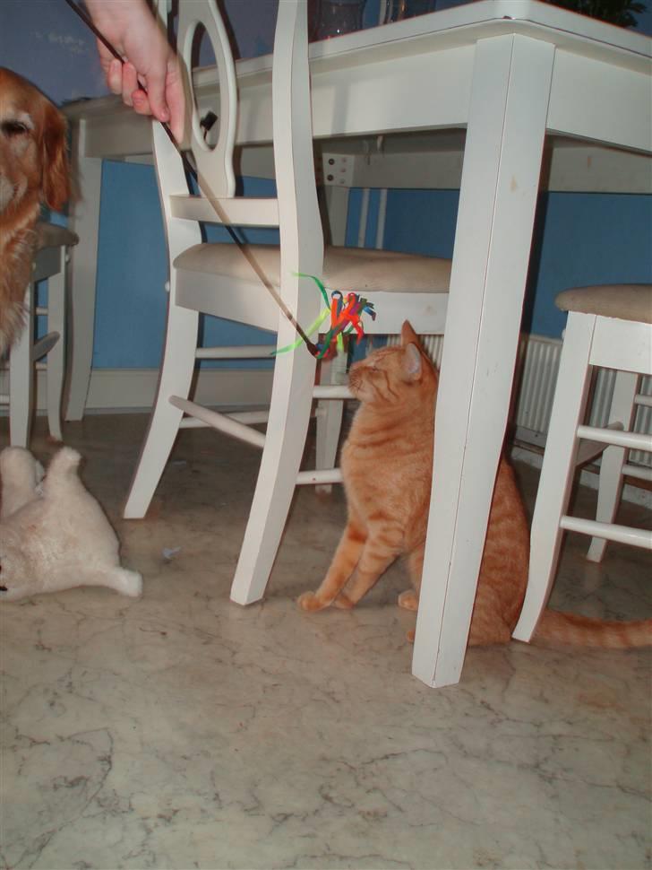 Huskat Lucky billede 2