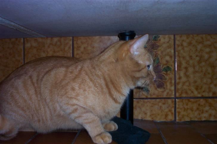 Huskat Lucky billede 3