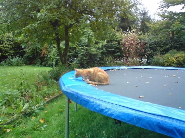 Huskat Lucky billede 4