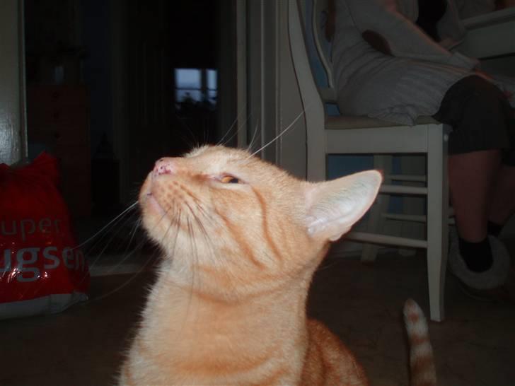 Huskat Lucky billede 5