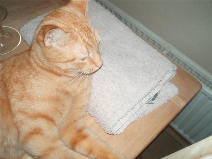 Huskat Lucky billede 6