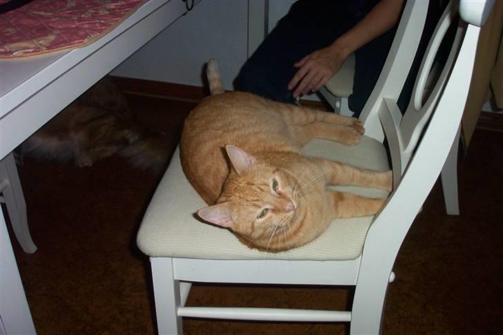 Huskat Lucky billede 7