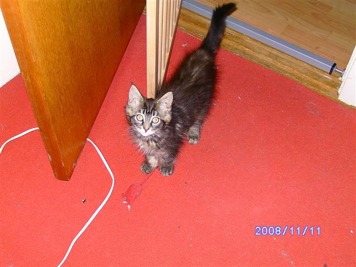 Maine Coon Tøsen billede 7