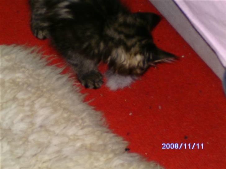 Maine Coon Tøsen billede 8