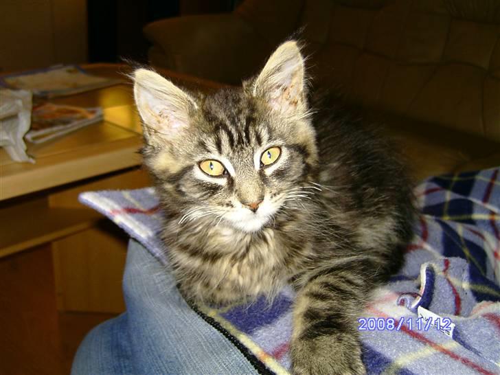 Maine Coon Tøsen billede 9