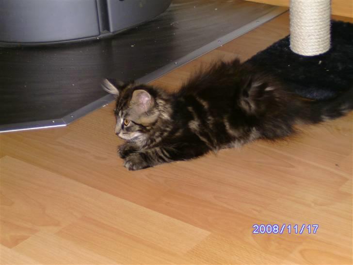 Maine Coon Tøsen billede 10