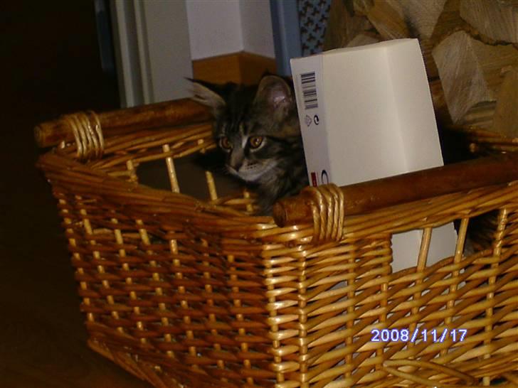 Maine Coon Tøsen billede 11