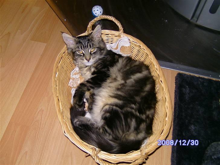 Maine Coon Tøsen billede 12