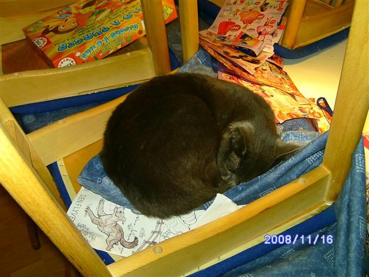 Huskat Misha R.I.P billede 8