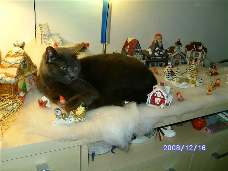 Huskat Misha R.I.P - jubii jul igen /08 billede 9