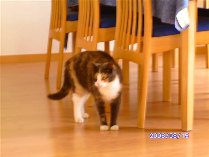 Huskat Freja R.I.P. billede 9