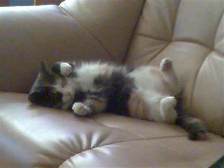 Huskat Freja R.I.P. billede 10