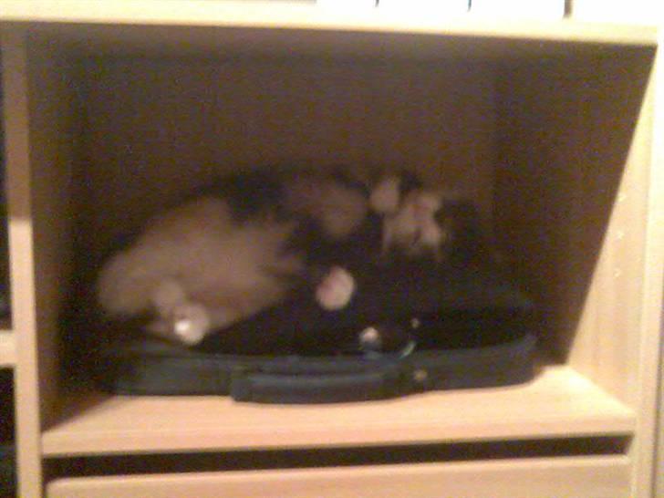 Huskat Freja R.I.P. billede 11