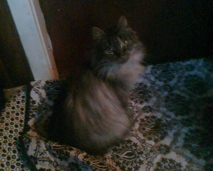 Maine Coon silver billede 10