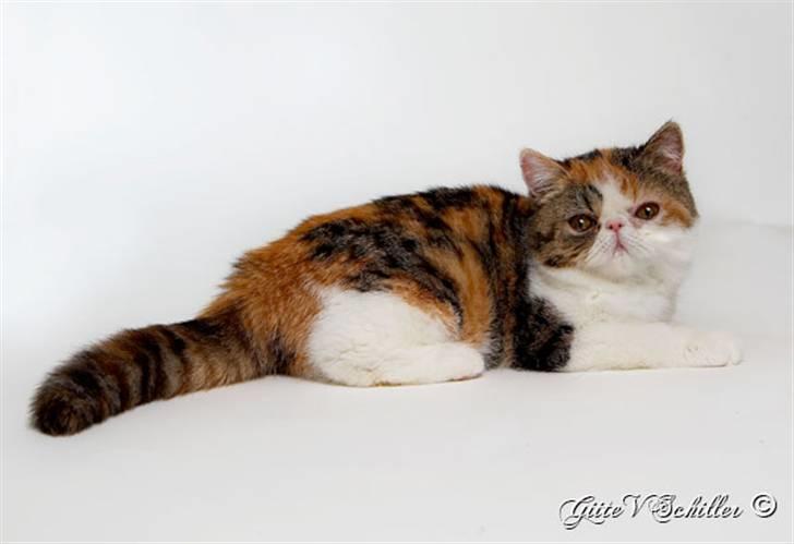 Exotic Miden billede 1