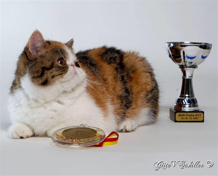 Exotic Miden billede 2