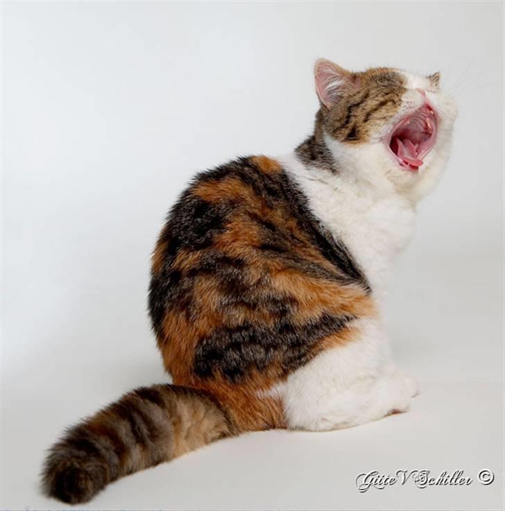 Exotic Miden billede 3