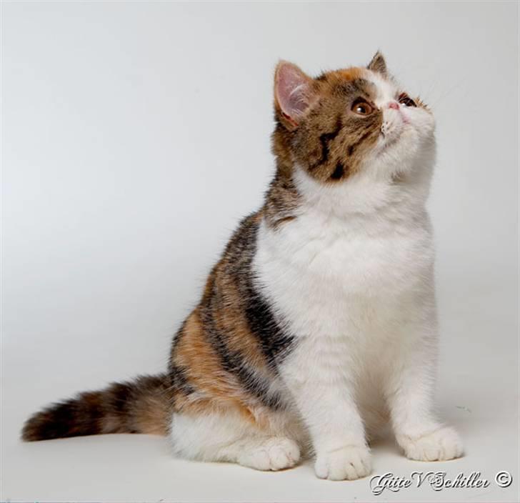 Exotic Miden billede 4