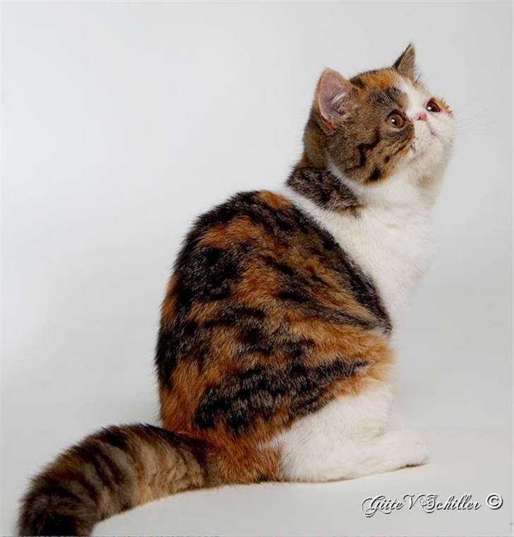 Exotic Miden billede 5