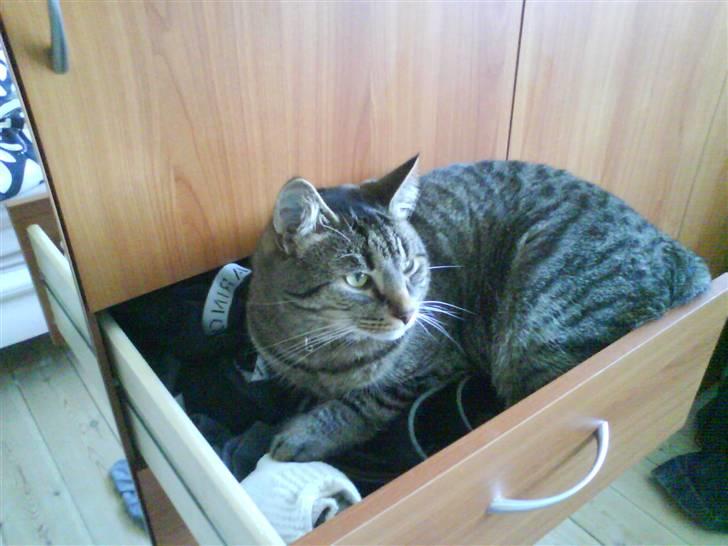 Huskat Cæsar - her har han selv trukket skuffen ud og hoppet op i den bagefter... billede 8