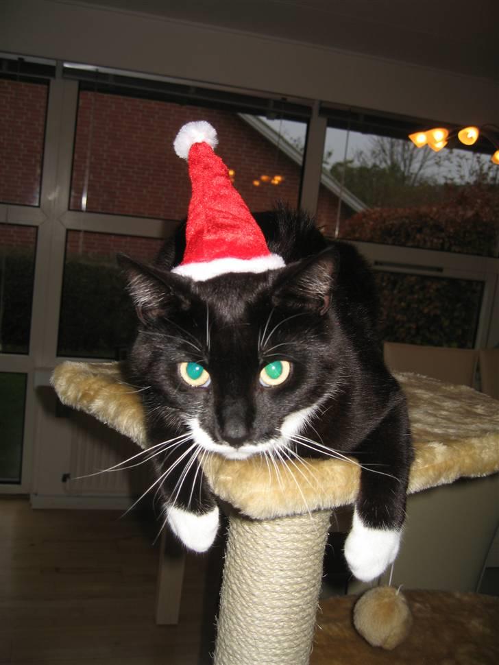 Huskat Pelle - Til jul, Pelle skulle også mærke julen. Billedet var på julekortet. billede 2