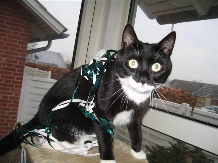 Huskat Pelle - Juhuu serpentiner :D billede 5